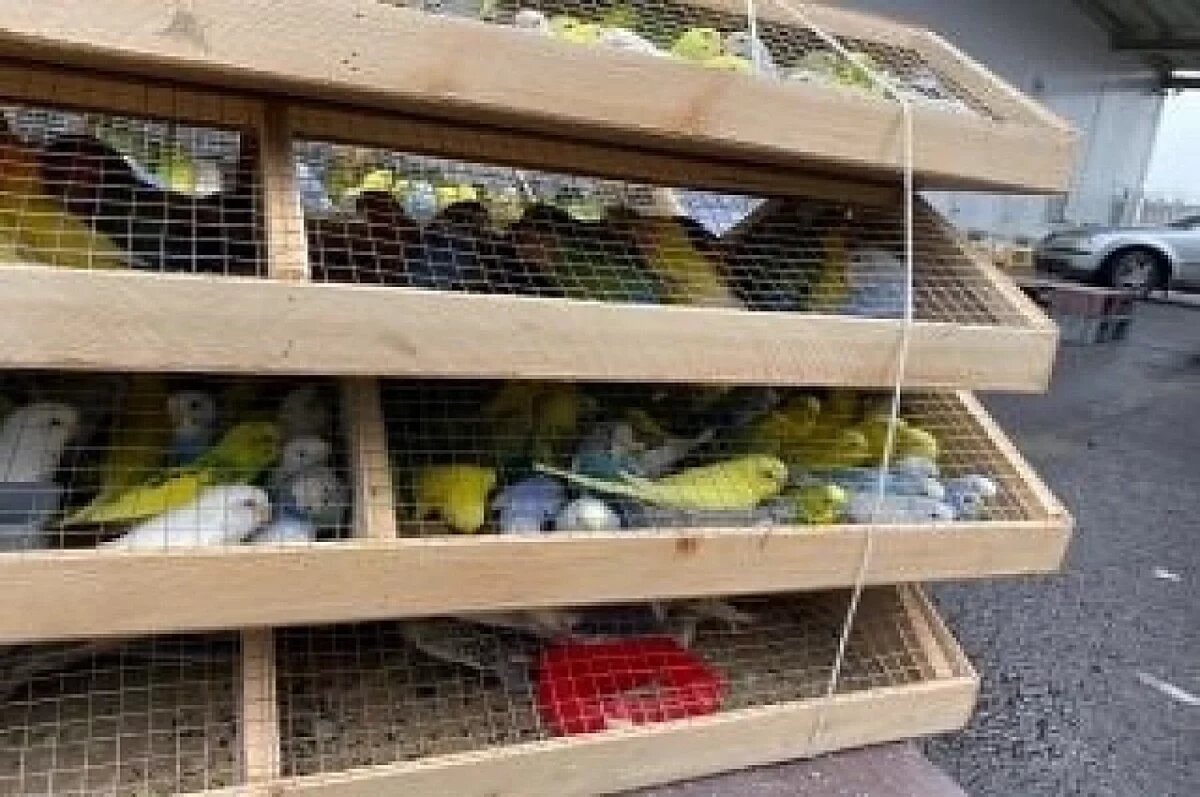    Более 400 декоративных птиц привезли в Екатеринбург для Пермского края