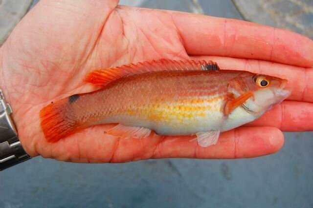 Гребенчатый губан.