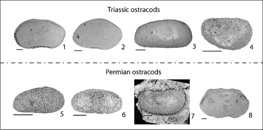 Триасовые остракоды (сверху) и пермские остракоды (снизу).