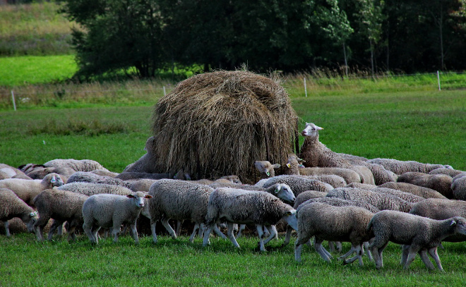    © Анастасия Илюшина / ЛенТВ24. Архивное фото