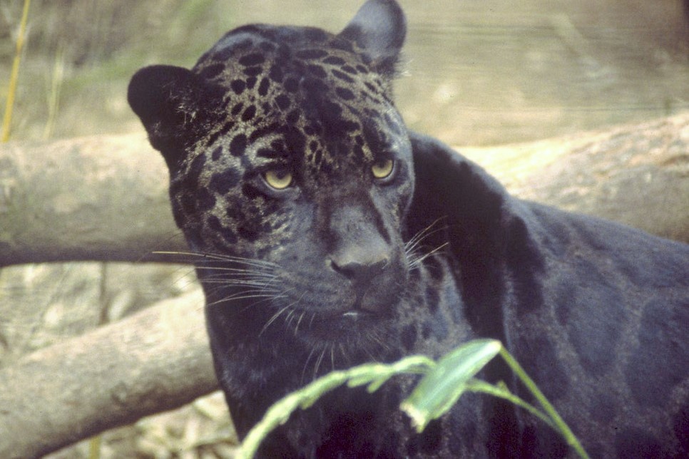 Ещё один ягуар-меланист – впрочем, здесь привычный окрас «пробивается» многим сильнее. Фото Ron Singer, 2002 г. 