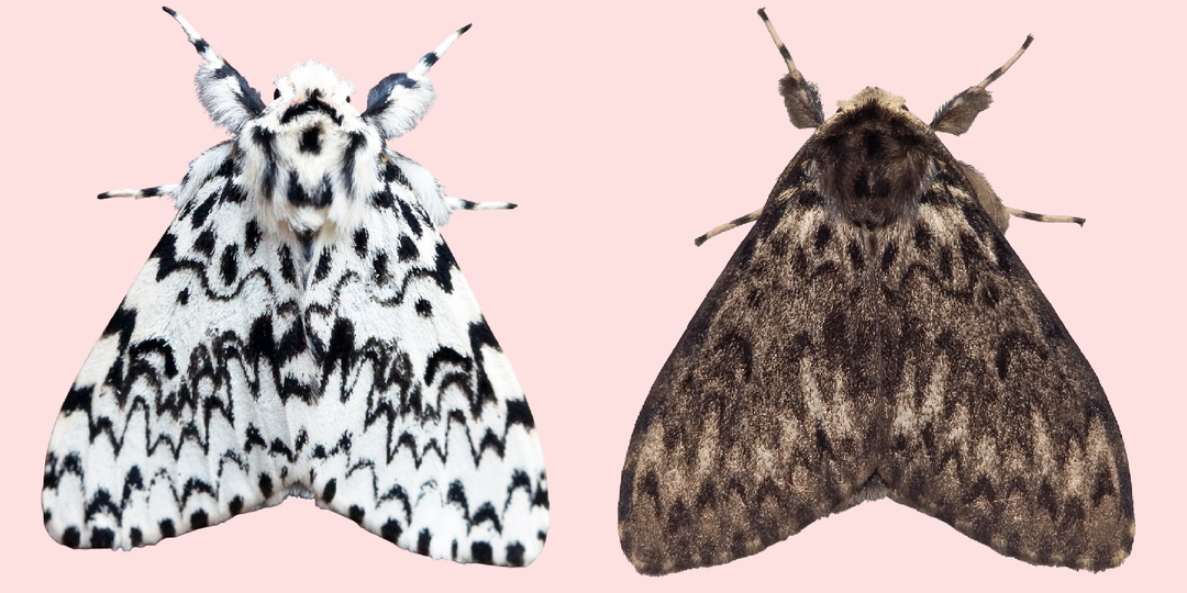 «В саже весь и в копоти»: промышленный меланизм у бабочек