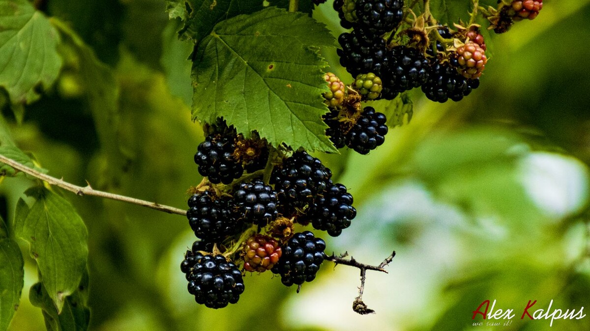 Лесная дикая ежевика в горном лесу недалеко от Тбилиси.