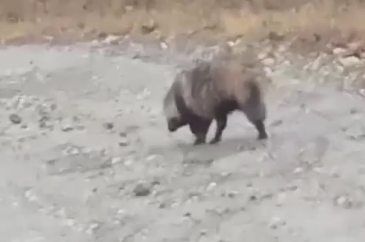    Жители Башкирии засняли дикого зверя, который редко выходит к людям