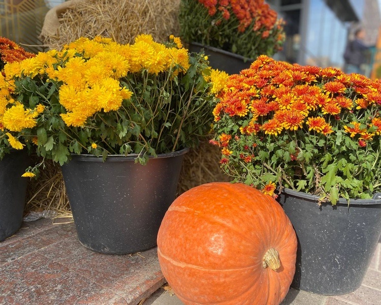     В Курской области 17 октября ожидаются дожди и небольшое потепление