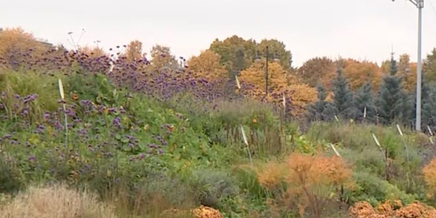    скриншот репортажа телеканала "Санкт-Петербург"