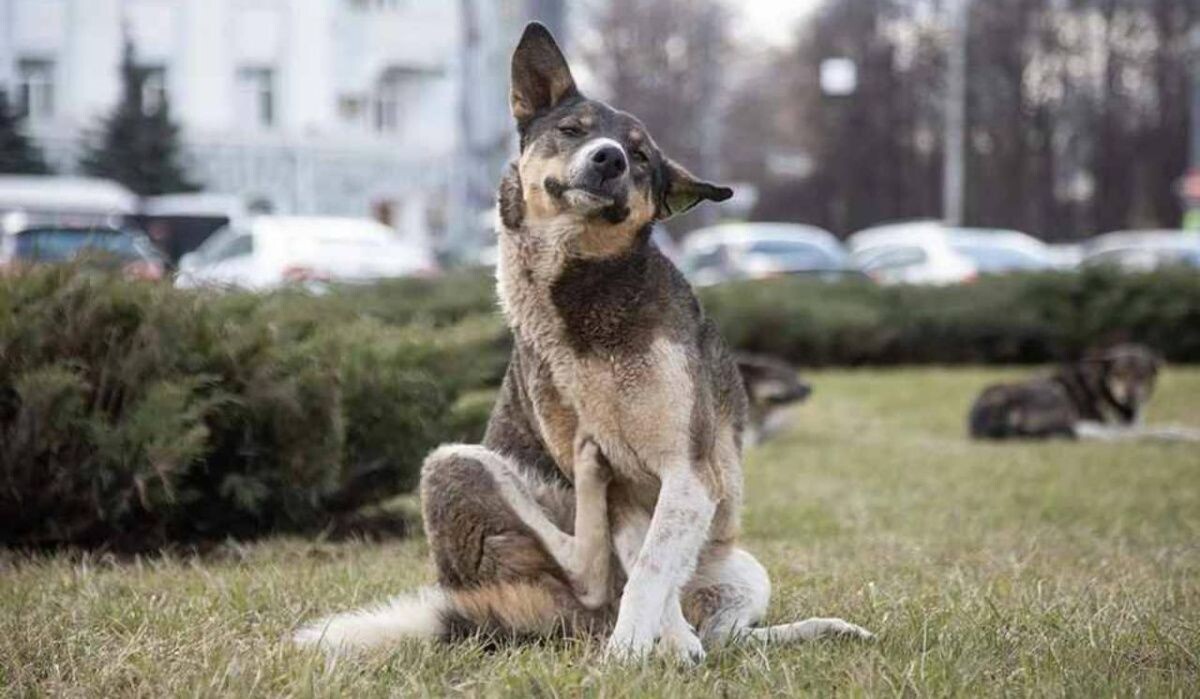     Собака. Источник: spb.kp.ru Автор фото: Николай Оберемченко