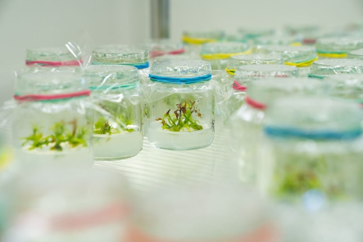    Фото: пресс-служба Субтропического научного центра РАН