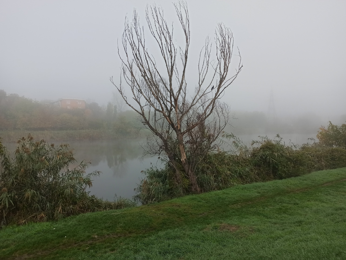 Высохло дерево