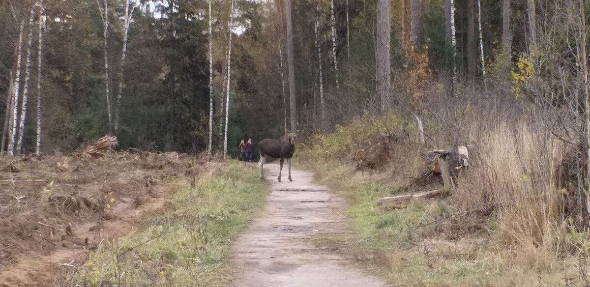 Лоси в Горенском лесу