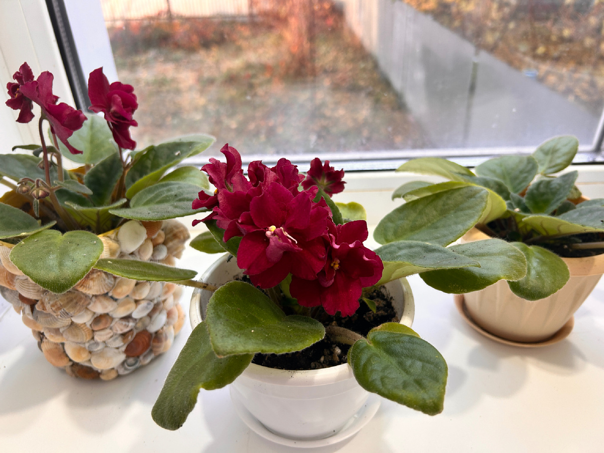 Эти фиалки цветут у меня сейчас дома