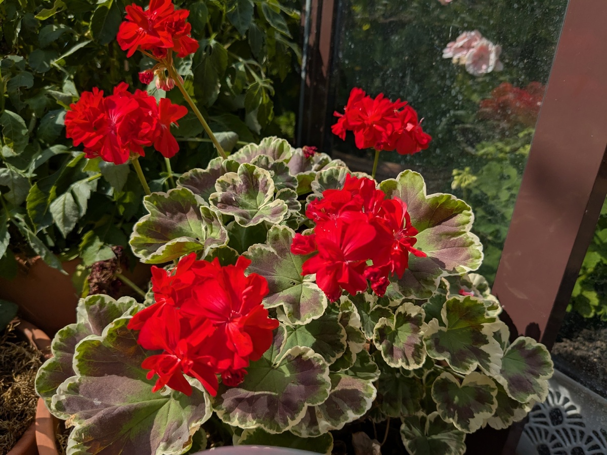 Летом на воле любая пеларгония-задохлик обязательно воспрянет