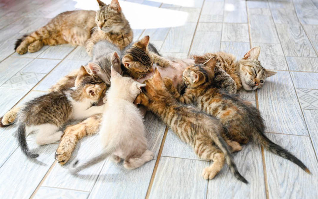 Фото: Гала Амарандо