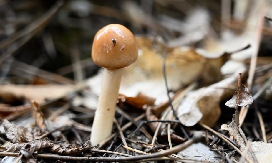 Фото: Гала Амарандо