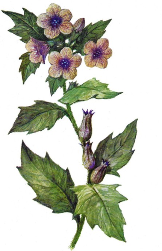 Белена черная (Hyoscyamus niger L.)