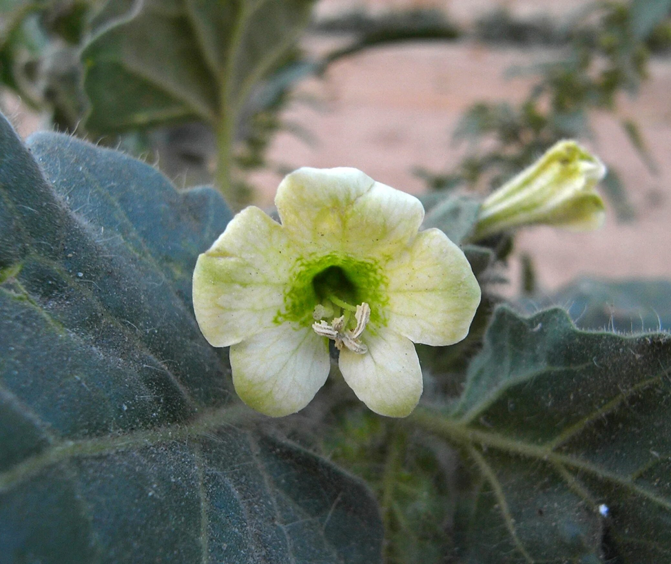 Белена белая (Hyoscyamus albus).