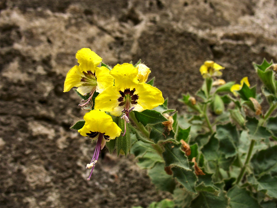 Белена золотистая (Hyoscyamus aureus)