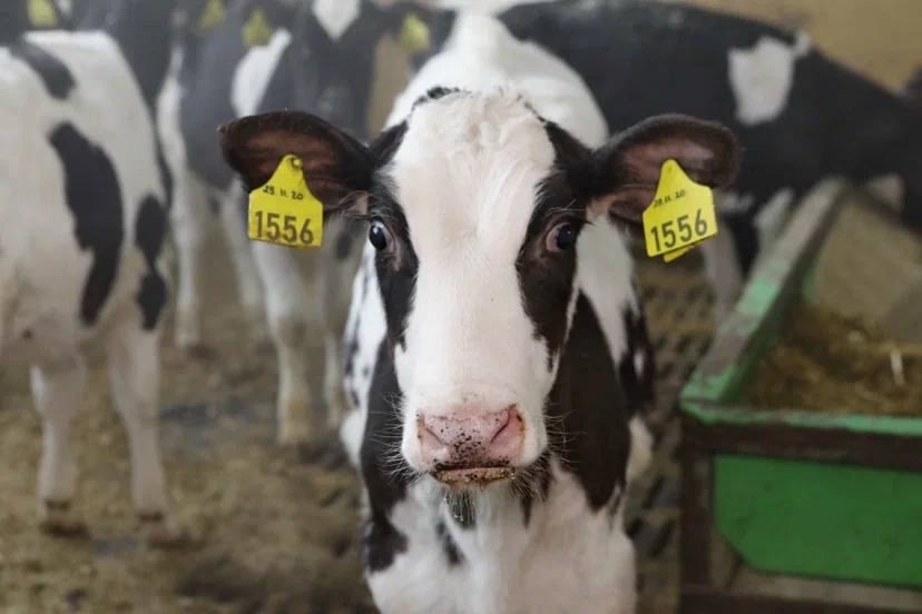 Фото: Газета Вологодского округа "Маяк"