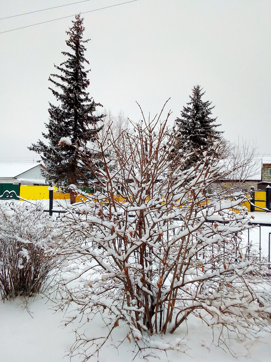 И так каждую зиму, одно и тоже... 