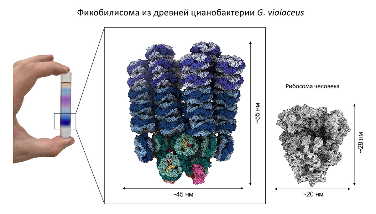 Фикобилисома из древней цианобактерии, показанная в масштабе с человеческой рибосомой. Источник: ФИЦ Биотехнологии РАН