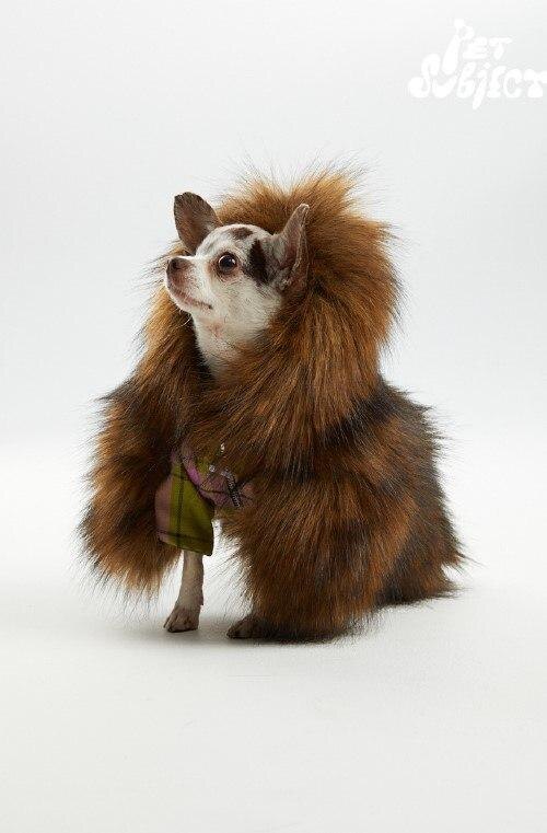    Roma Uvarov Design & Pet Subject