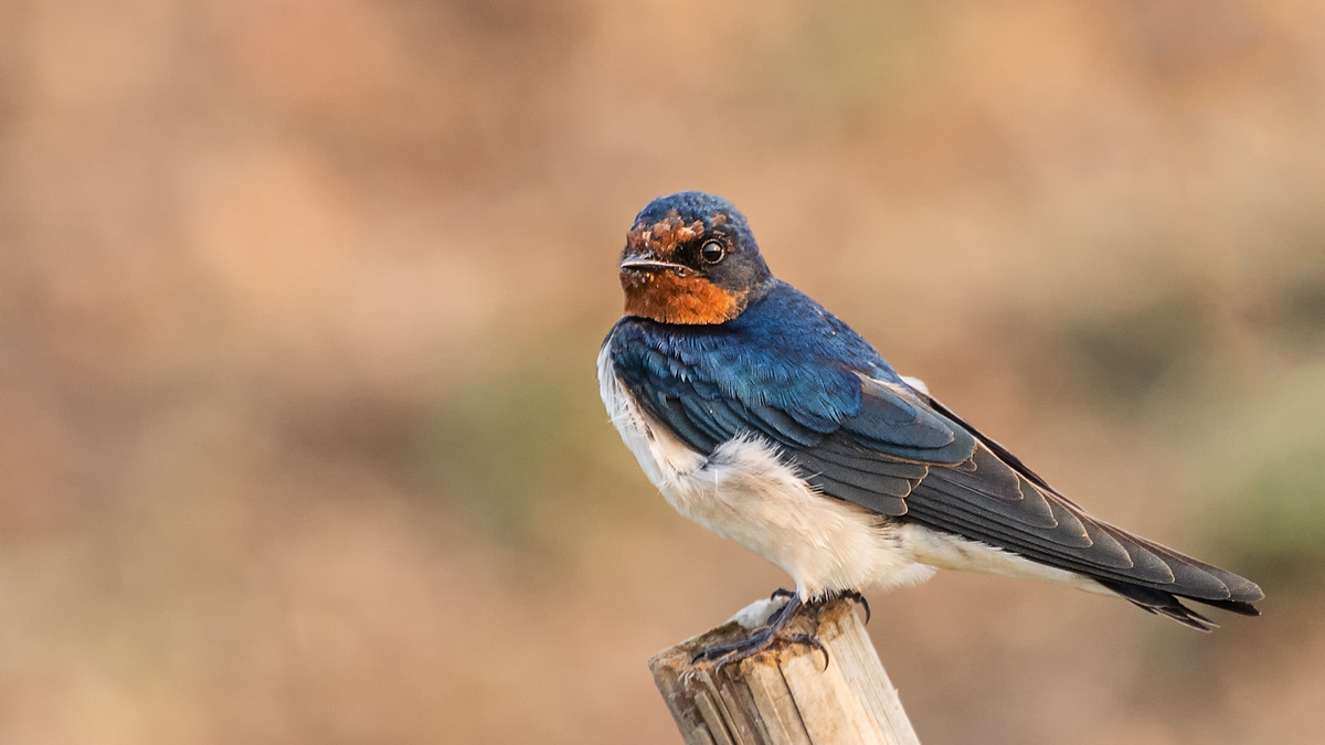     Фото: Shubhrojyoti/Shutterstock/FOTODOM Эта небольшая, изящная птичка — вестница весны, символ надежды и домашнего уюта