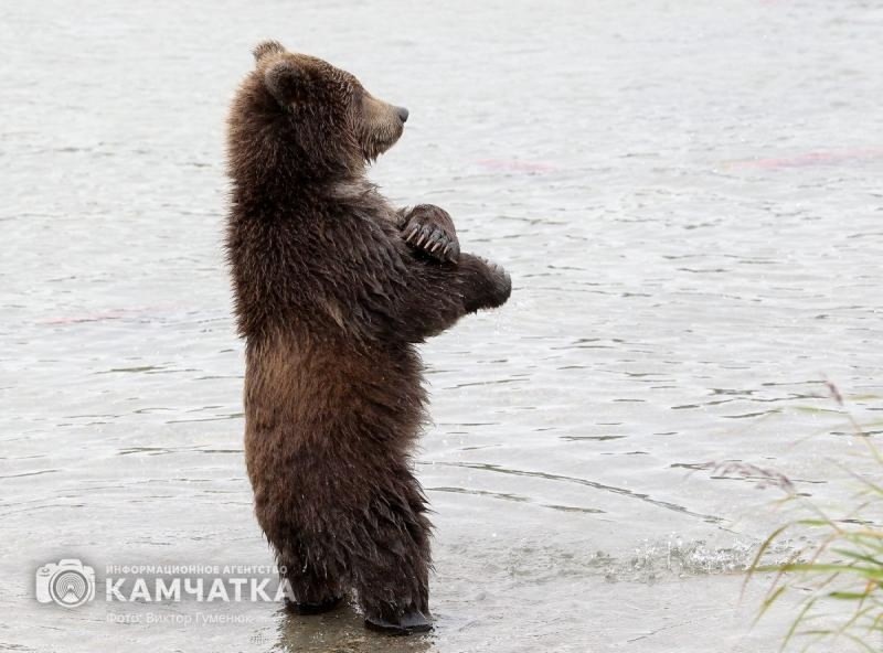 Фото Виктора Гуменюка / ИА «Камчатка»