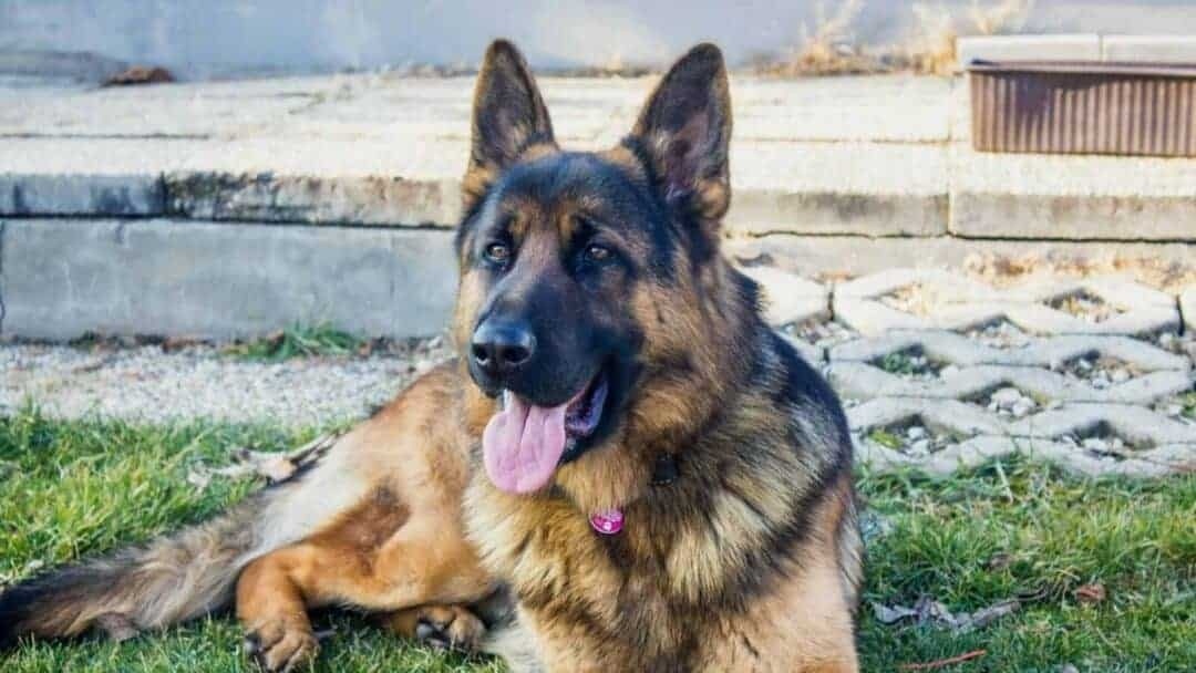 Спокойная немецкая овчарка лежит на траве на улице, демонстрируя свои характерные черты. 