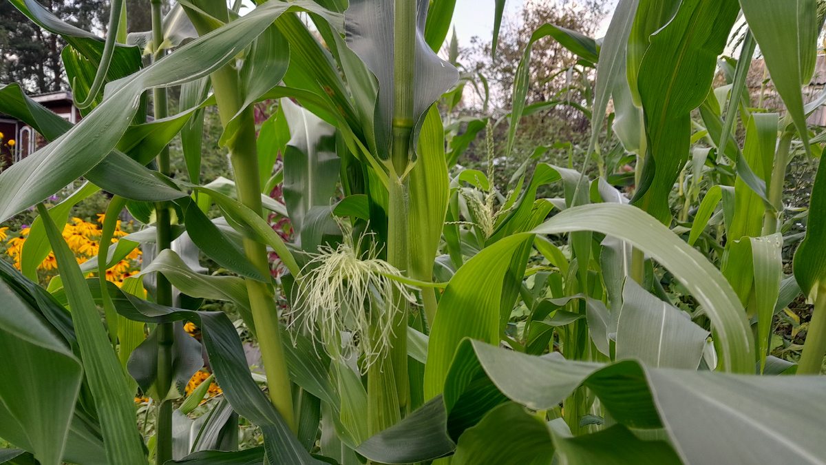 Кукуруза на даче у подруги