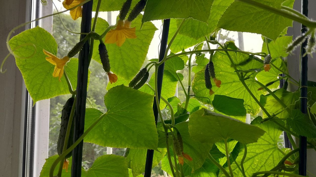 Глядя на такое, любой захочет огурчиков на своем окне