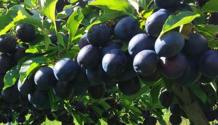 Чем подкормить сливу осенью: полезные советы для садоводов