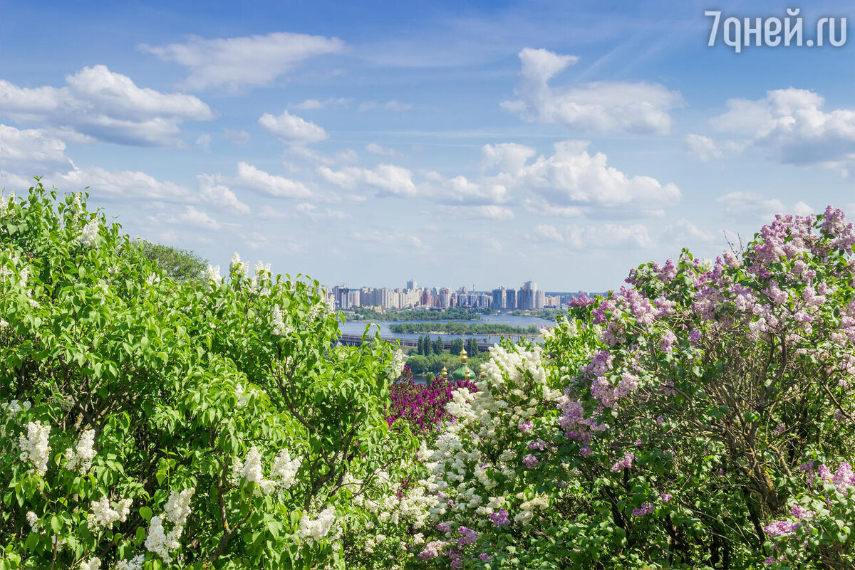    К чему снится сирень 123RF/legion-media.ru