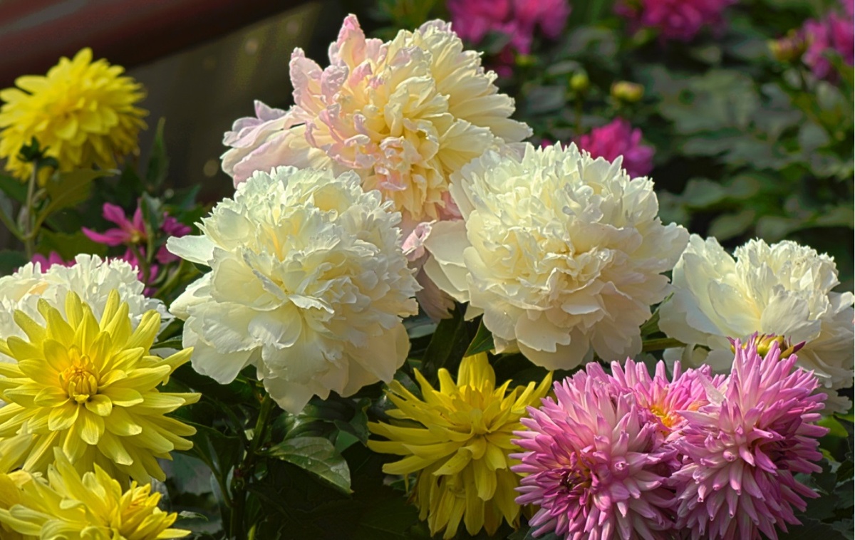 Подготовка пионов к зиме: Уход за пионами осенью