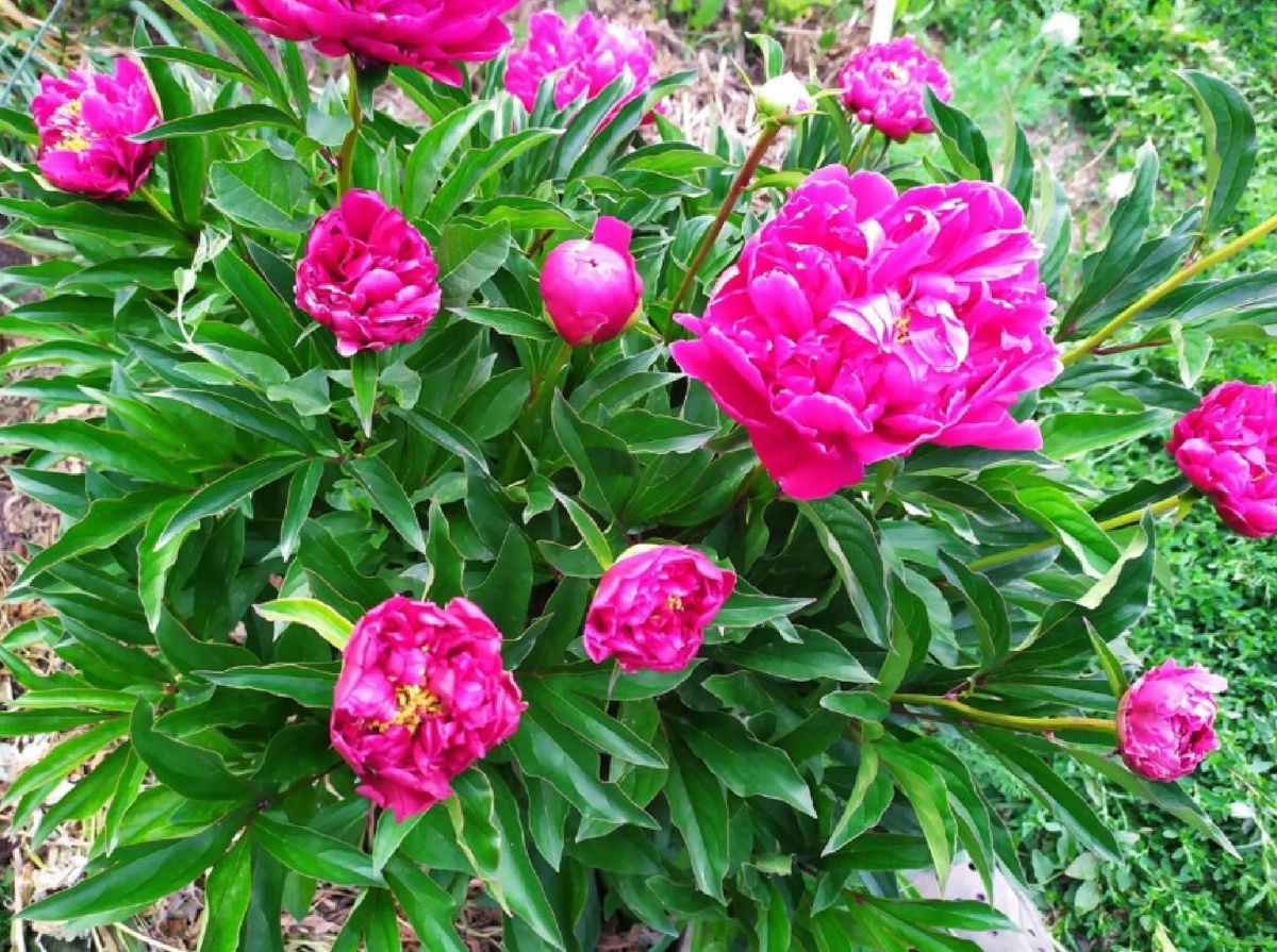 Подготовка пионов к зиме: Уход за пионами осенью