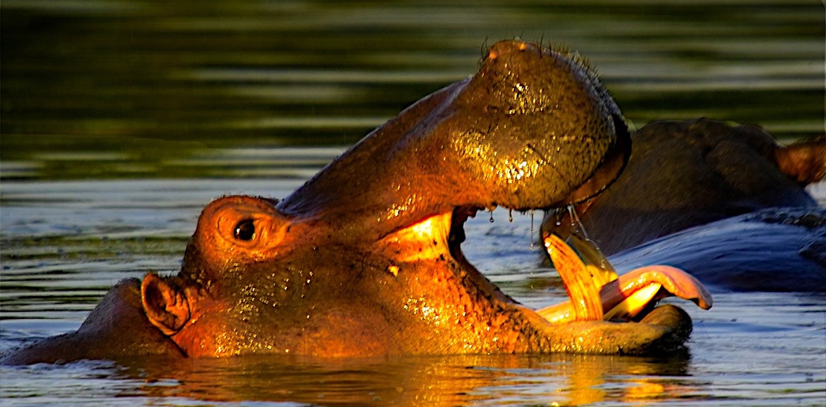 Обыкновенный бегемот (Hippopotamus amphibius)