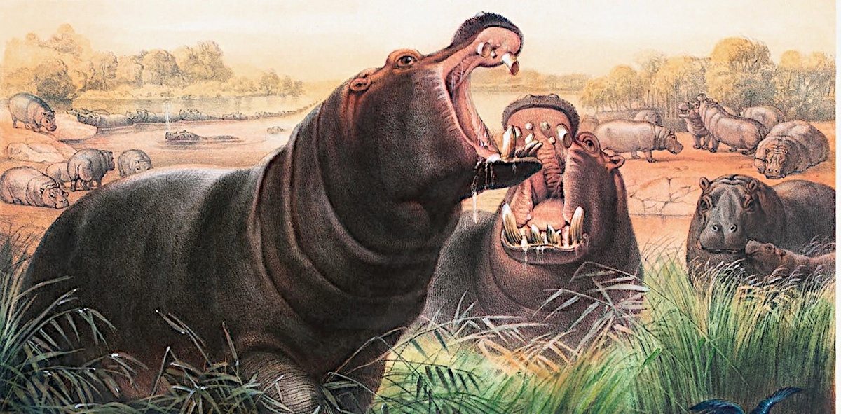 Обыкновенный бегемот (Hippopotamus amphibius)