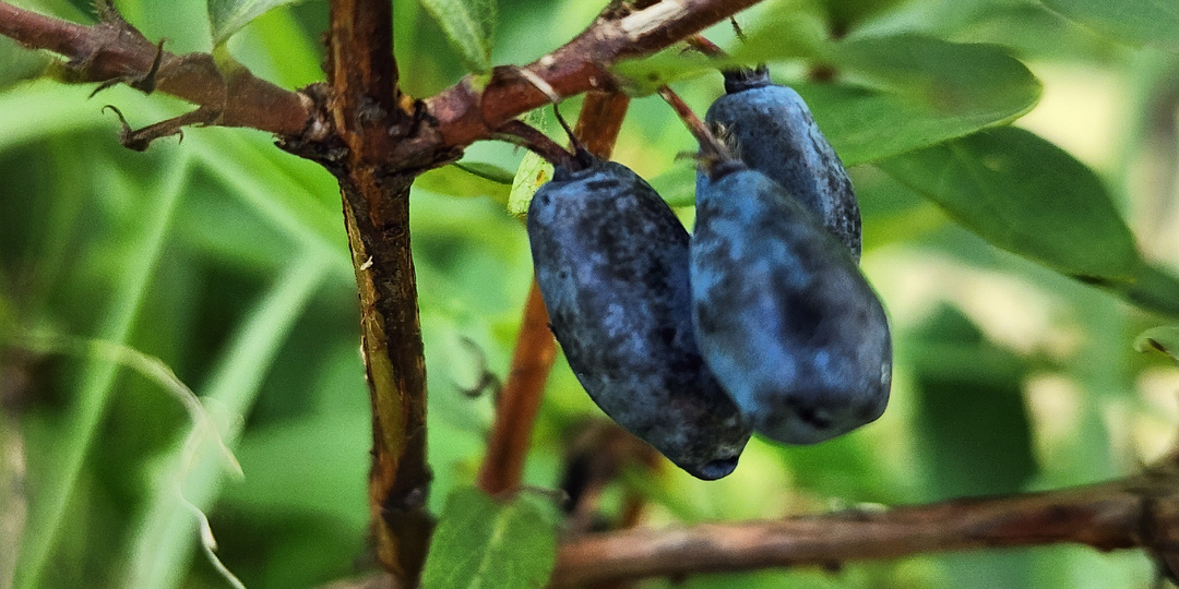 Не бойтесь секатора: как обрезать жимолость для богатого урожая