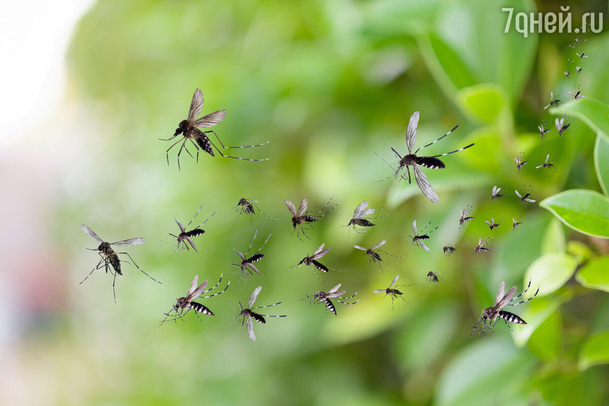    К чему снятся комары 123RF/legion-media.ru