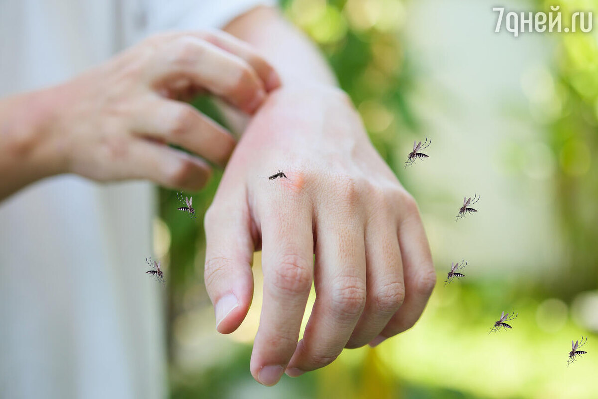    К чему снятся комары 123RF/legion-media.ru