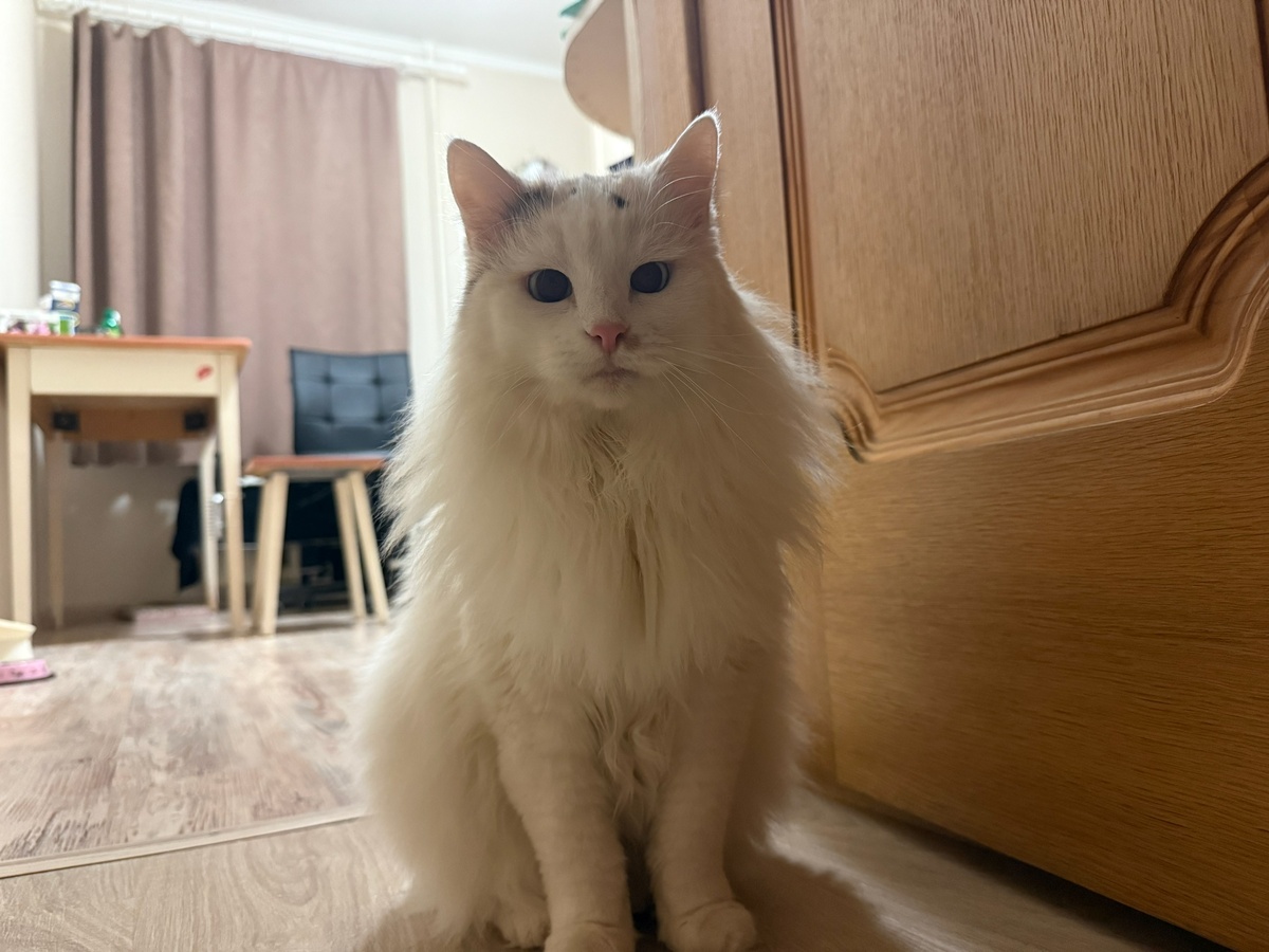    Кошка пьет мало воды? Простой трюк, который реально работает - проверено на десятках кошек