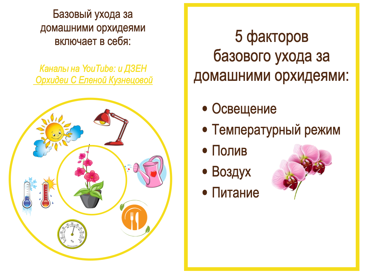 Пять базовых параметров ухода за домашними орхидеями. Орхидеи С Еленой Кузнецовой