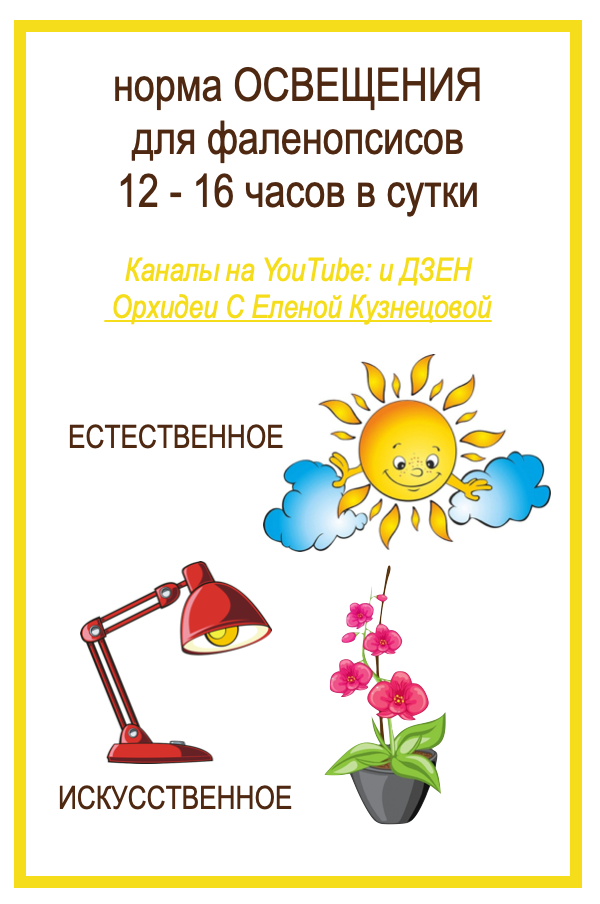 Новрма светового дня для орхидеи фаленопсис. Орхидеи С Еленой Кузнецовой