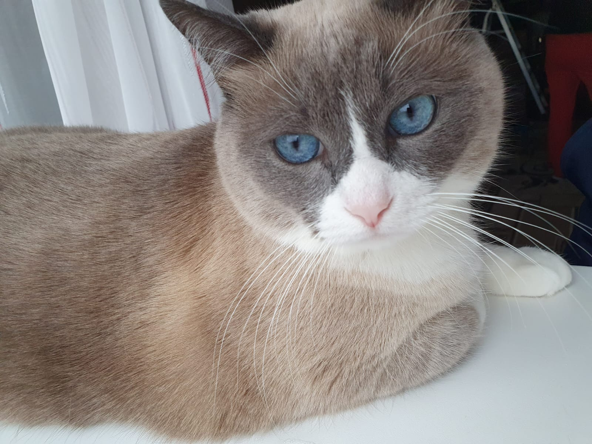 Кот Мотя вернулся домой.