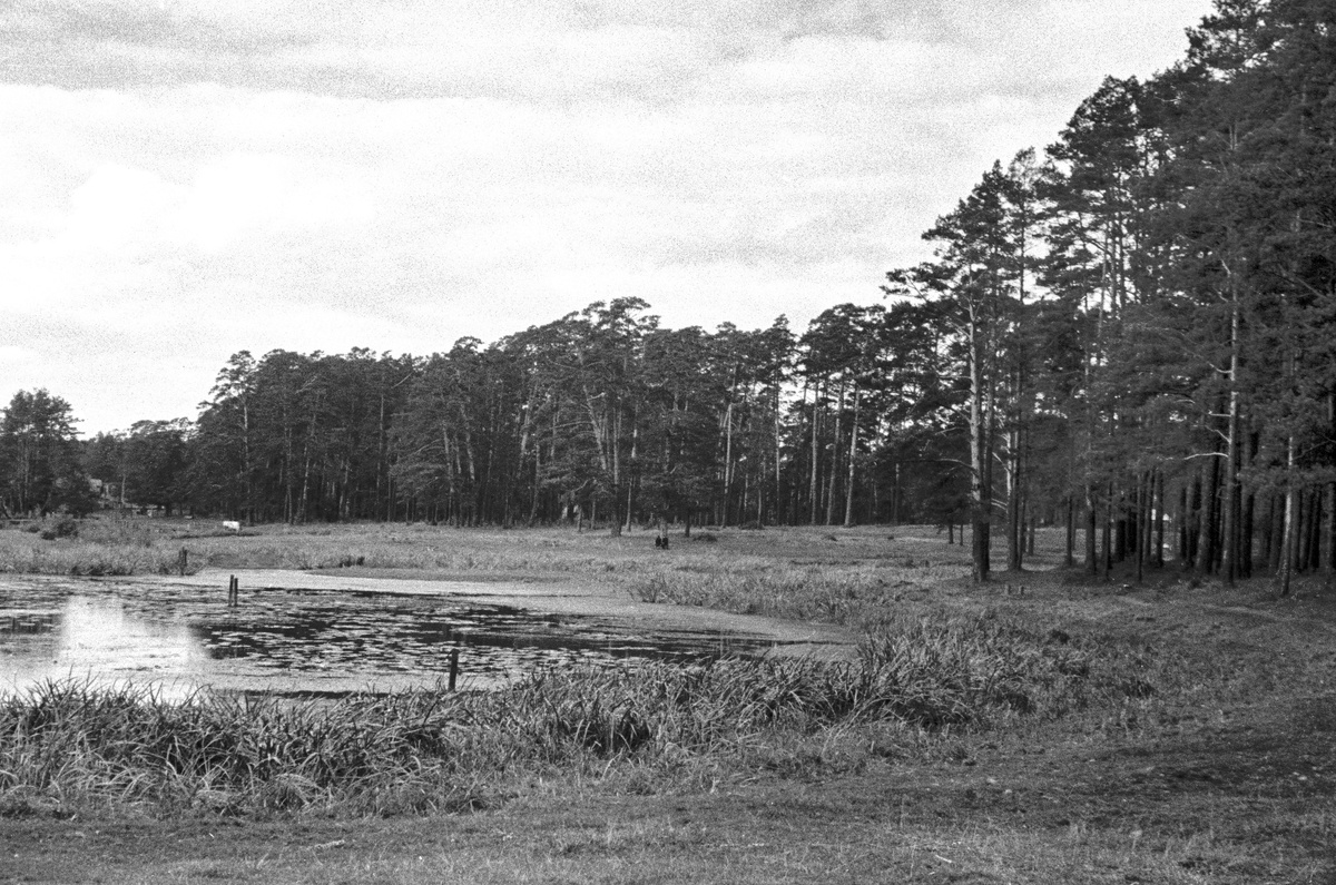 Серебряный бор. Автор – неизвестен. Место съемки – Москва. Дата съемки – 1952 год. Главархив Москвы