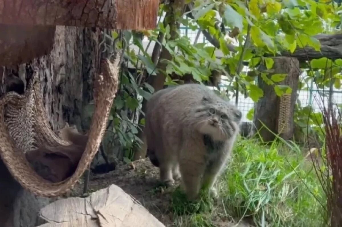    Манул Шу из Ленинградского зоопарка успешно проходит зажировку