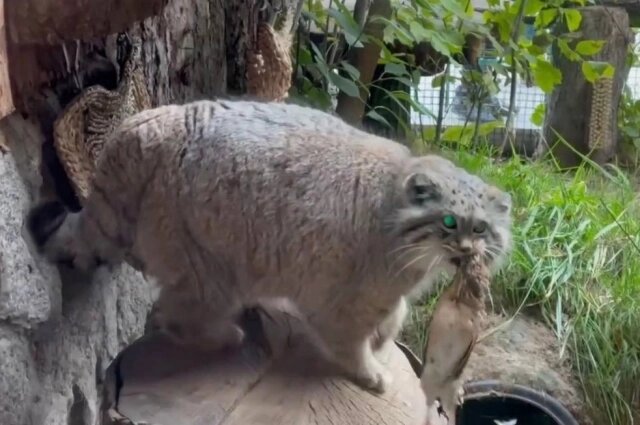    Фото: Ленинградский зоопарк