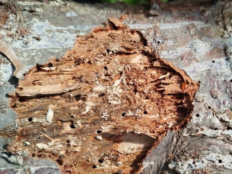     Фото: Россельхознадзор Свердловской области