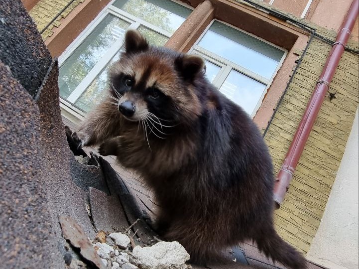Енот покоряющий крыши, или когда началась спячка и можно показать всё что не успел