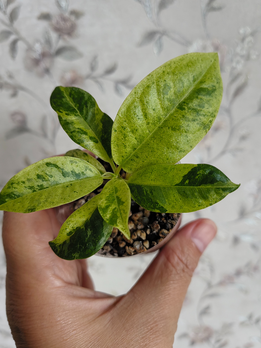 Так выглядит фикус на 15.10.25. Фото автора.