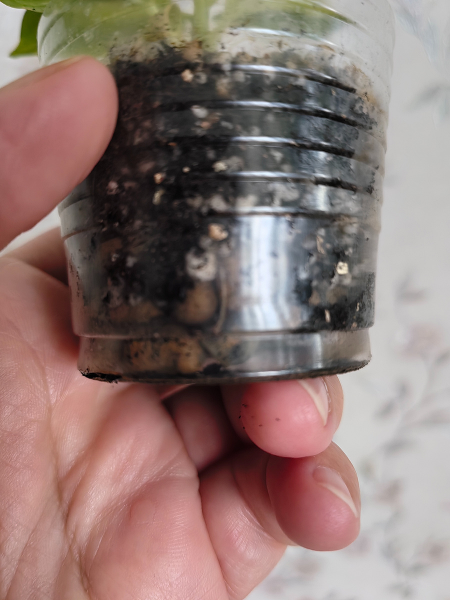 Корешок фикуса. Фото автора.